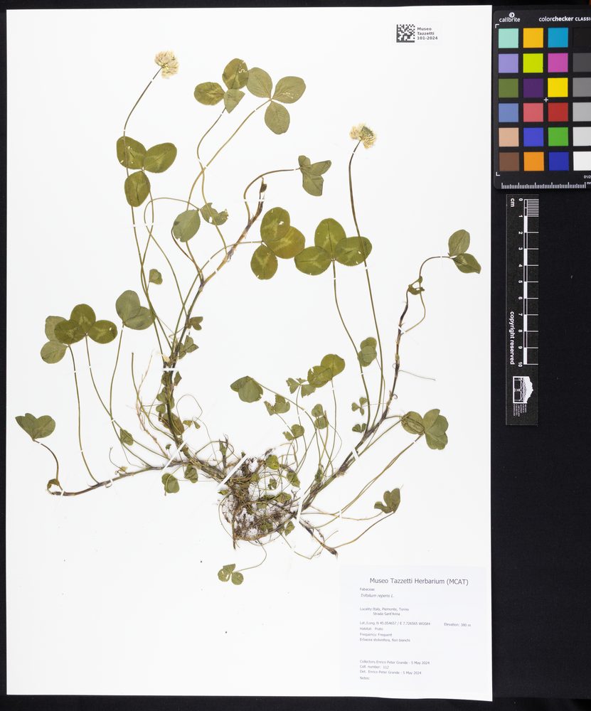 Trifolium repens