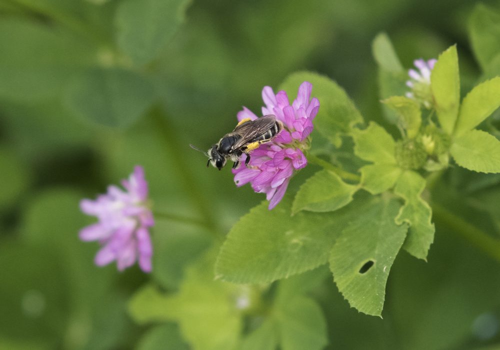 Trifolium sp