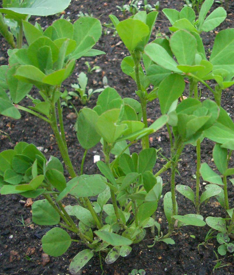 Fenugreek
