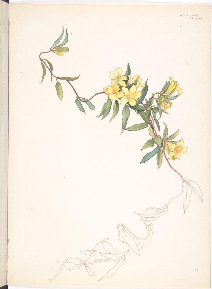 Yellow Vine