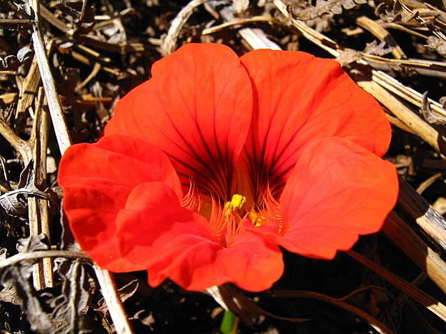 Nasturtium