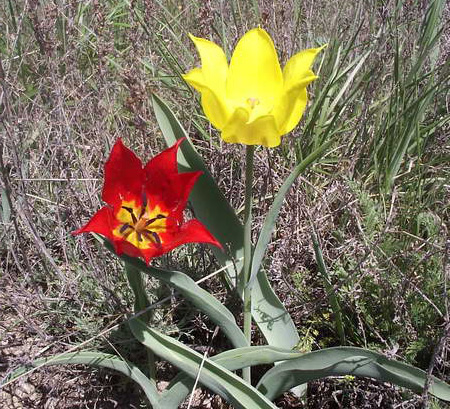 Tulip