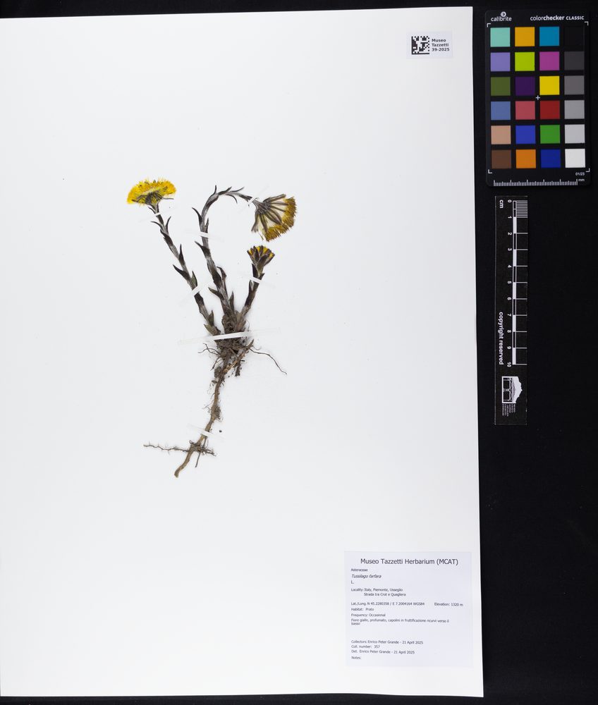 Coltsfoot