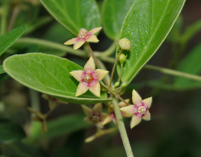 Swallowwort