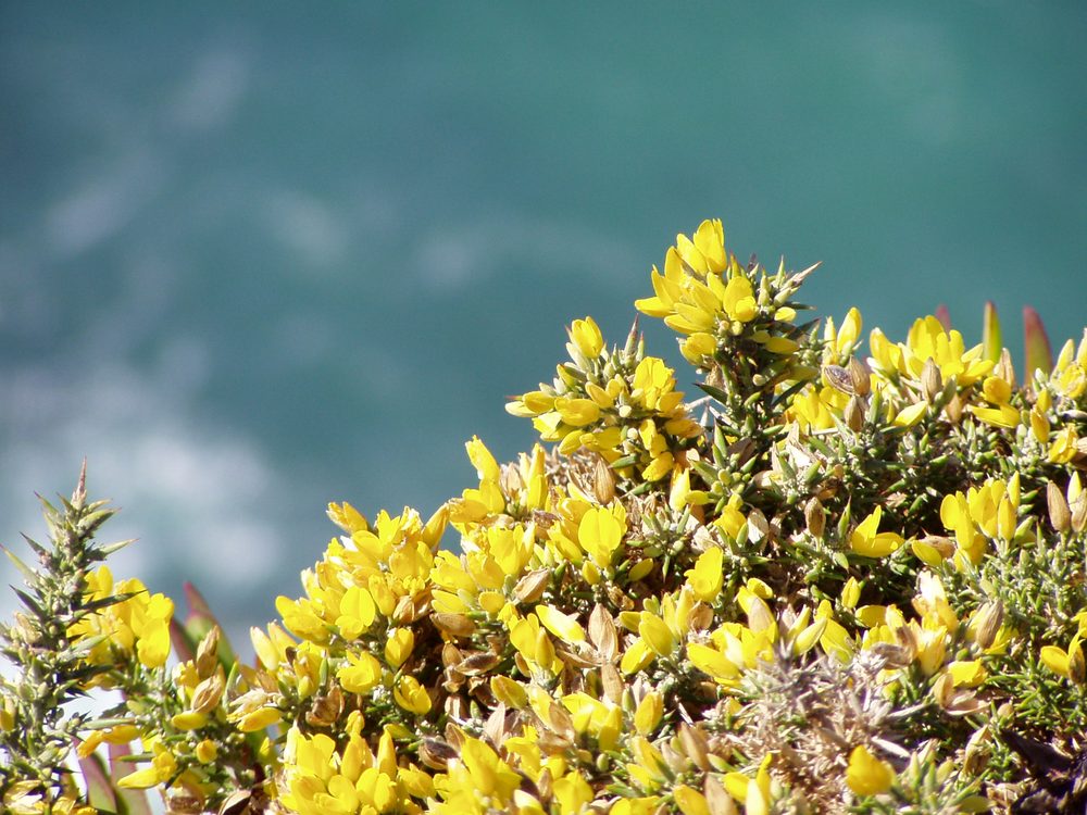 Ulex micranthus
