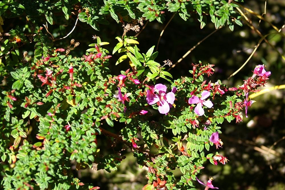 Ulex sp