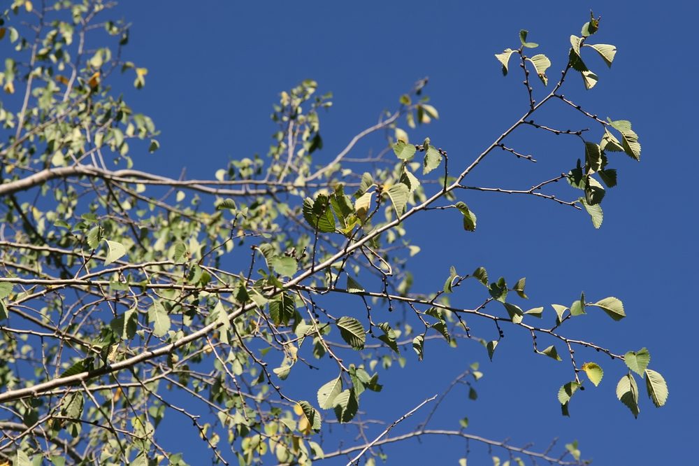 Slippery Elm