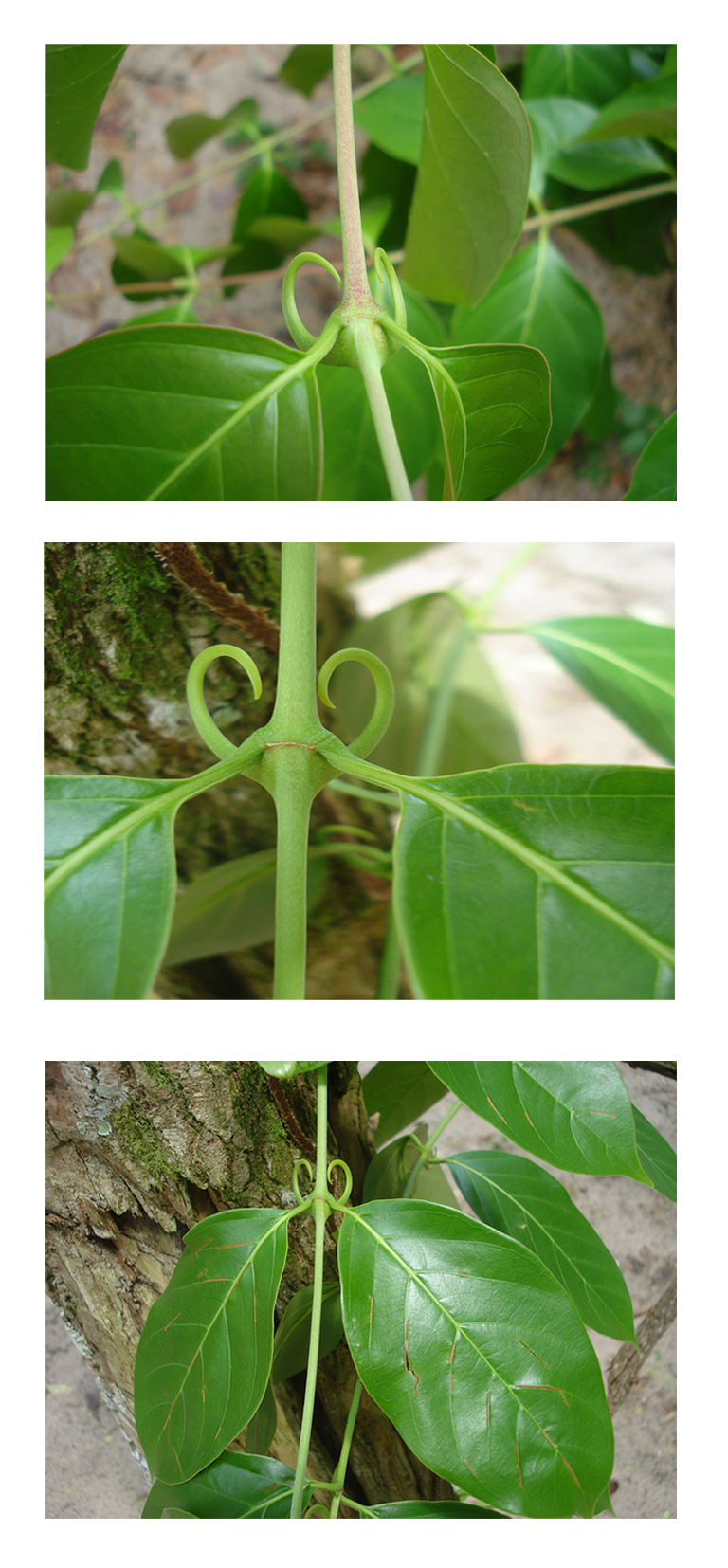 Cat's Claw