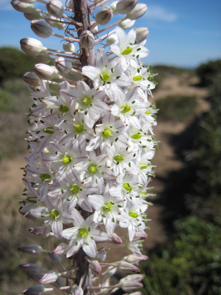 European Squill