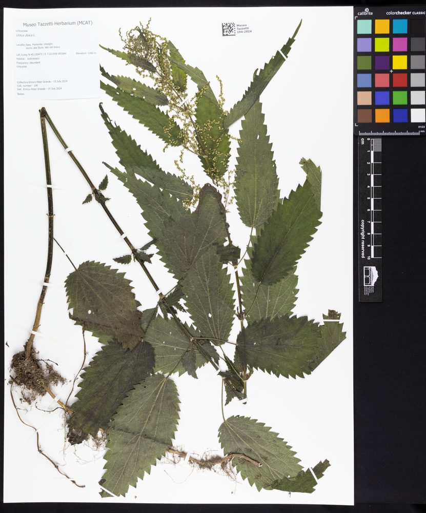 European Nettle
