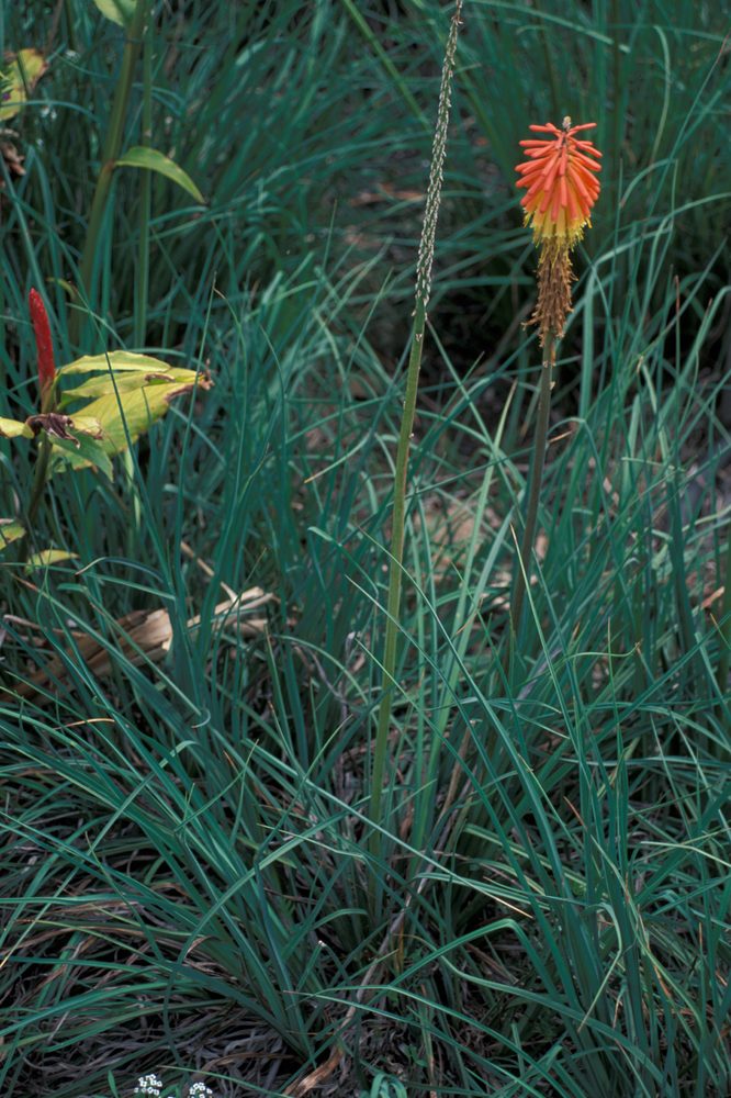 Uvaria sp.