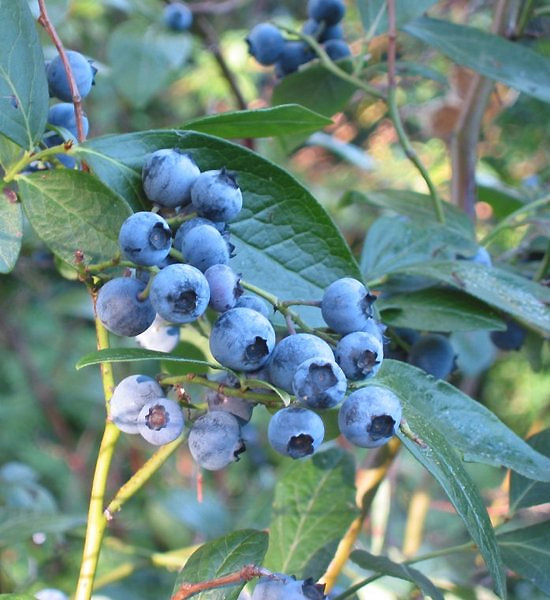 Blueberry