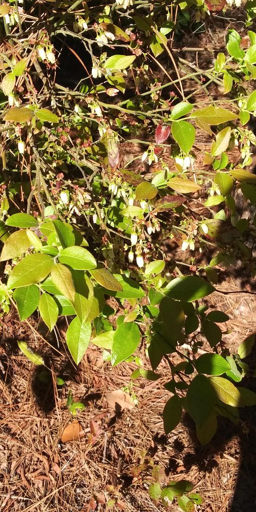 Cowberry