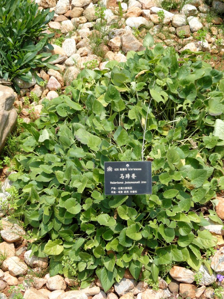 Indian Valerian