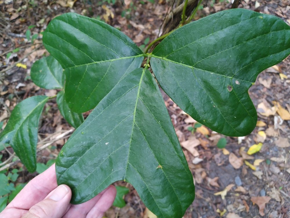 Vandasina retusa
