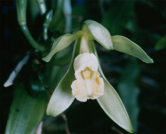Vanilla