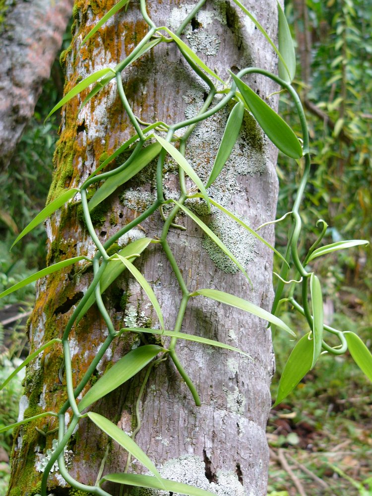 Tahiti Vanilla