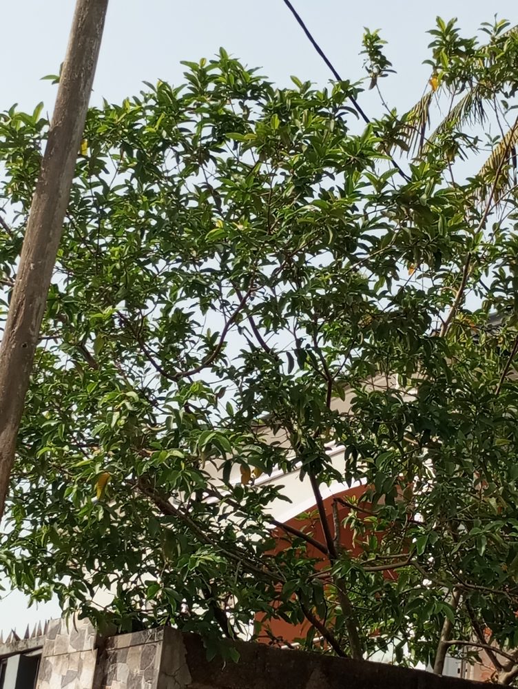 Vatica affinis