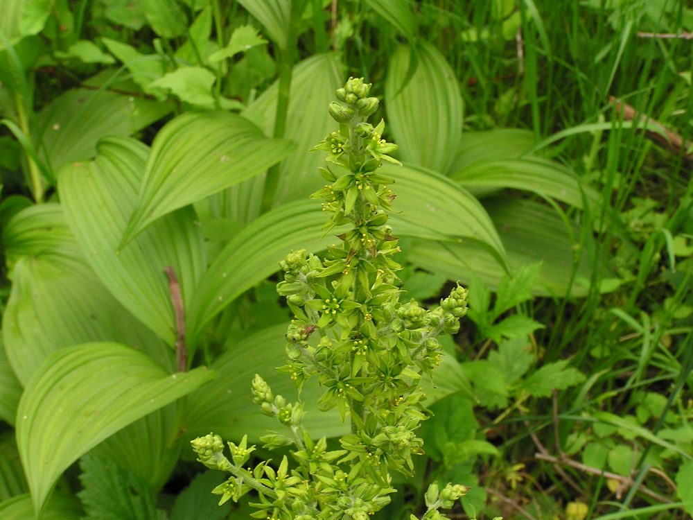 American Hellebore