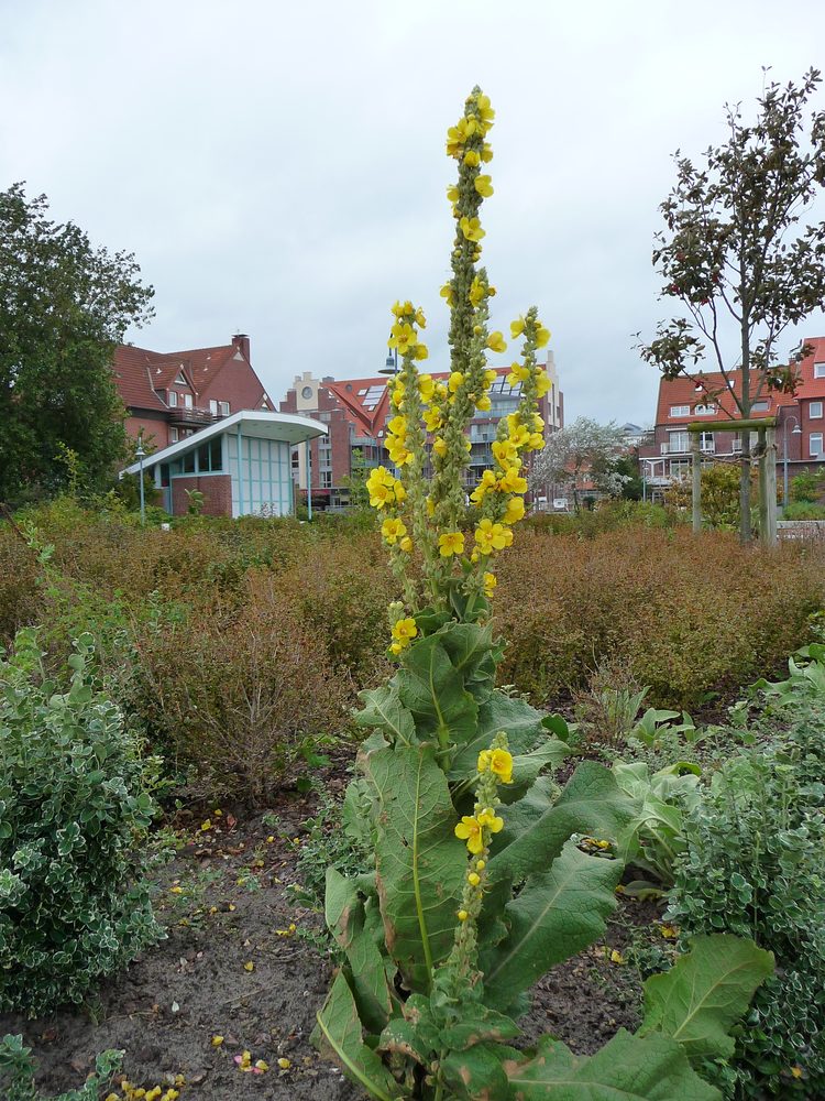 Mullein