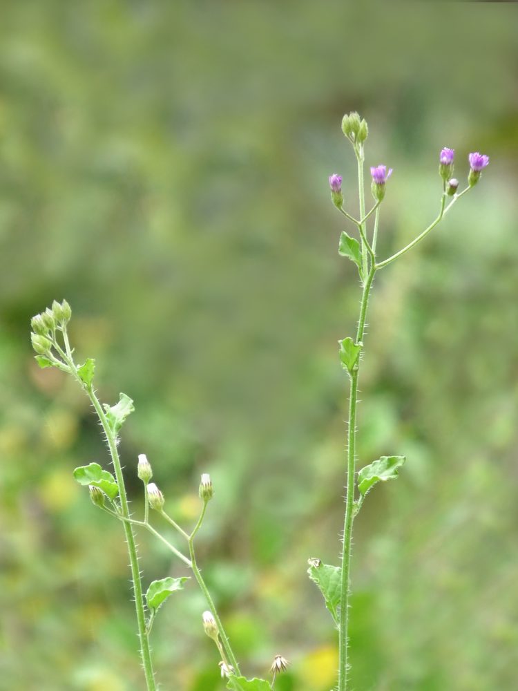 Purple fleabane