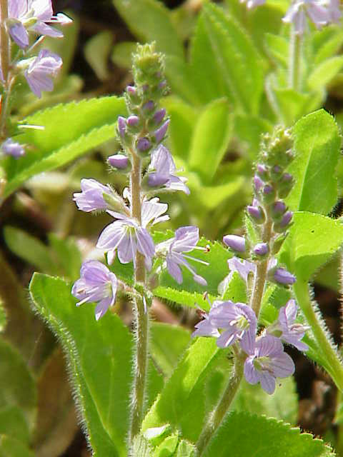 Common Speedwell