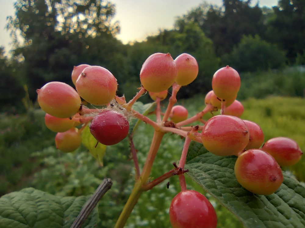 Viburnum cassinoides