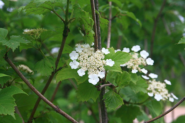 Crampbark