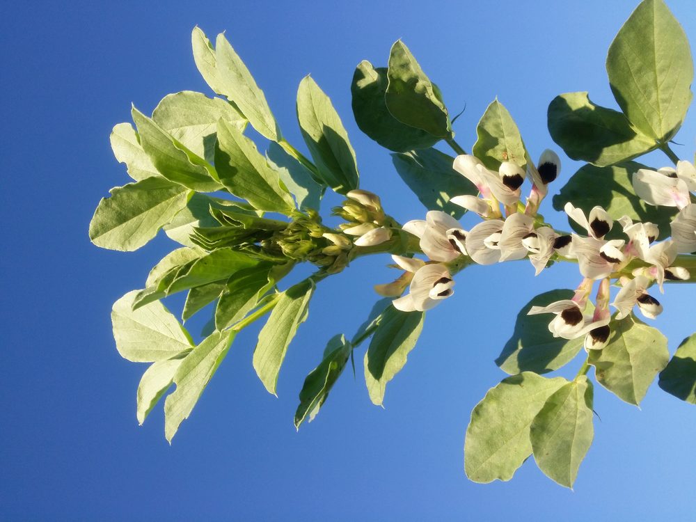 Broadbean