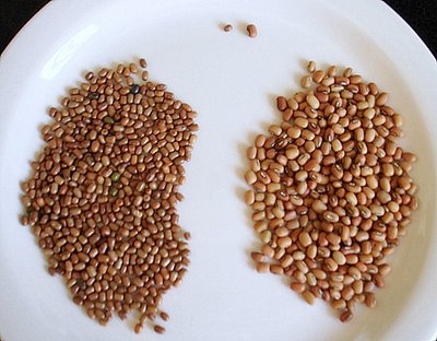 Mat Bean