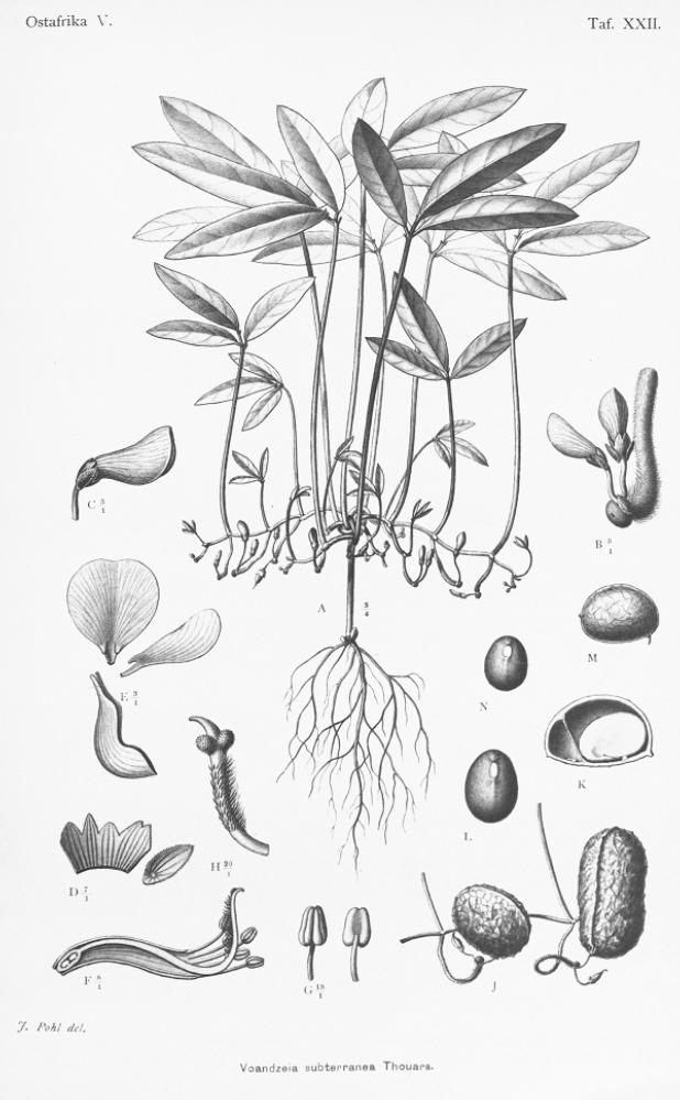 Bambarra Groundnut