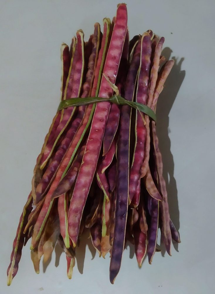 Cowpea