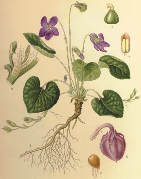 Common Violet