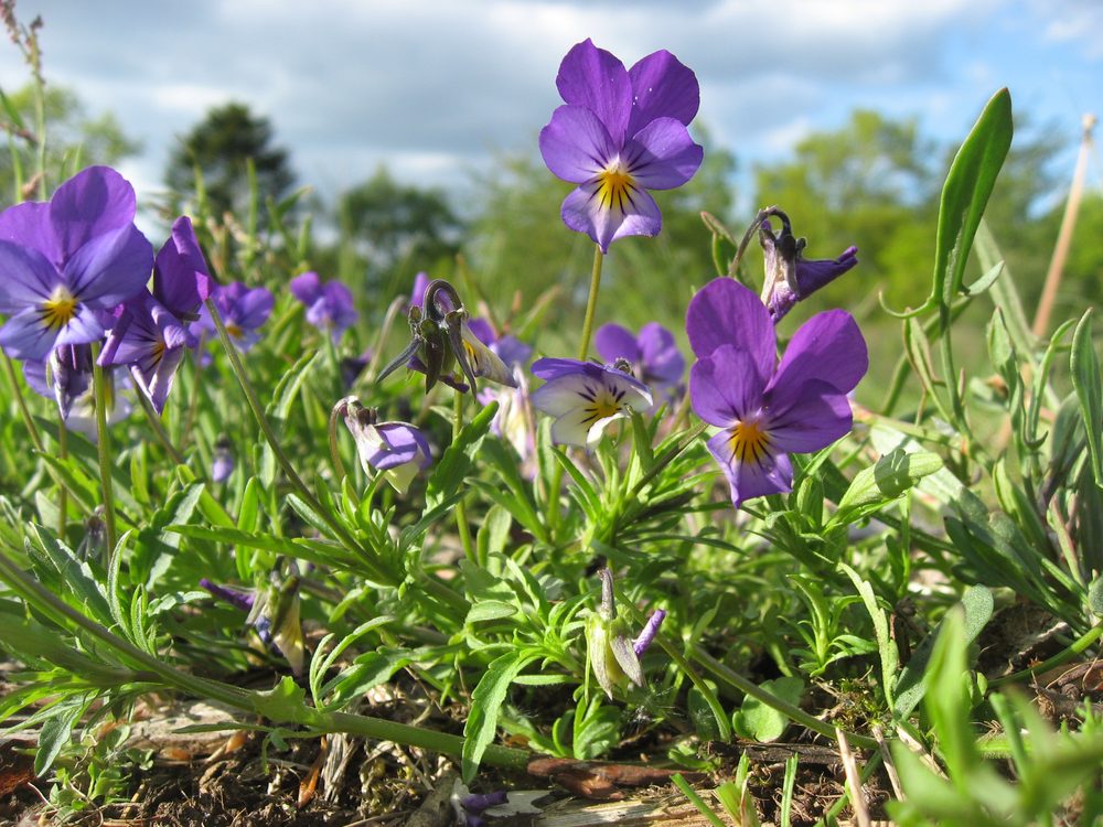 Pansy