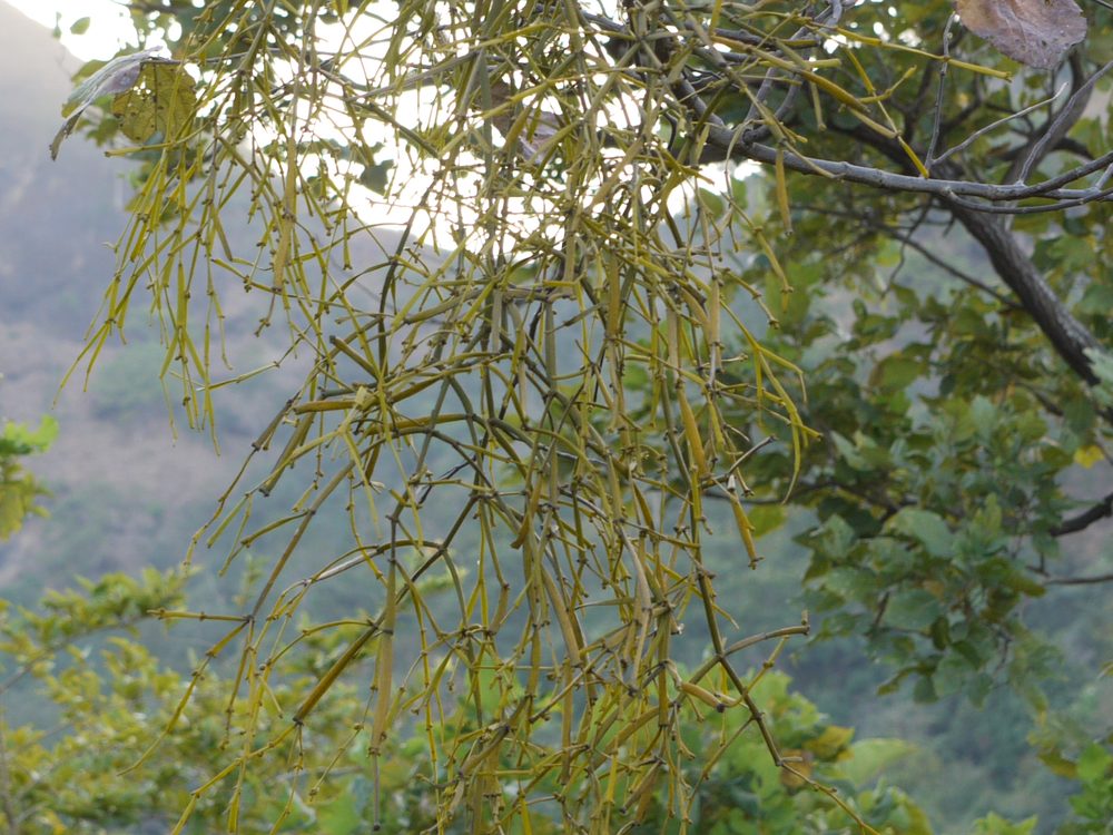 Viscum articulatum