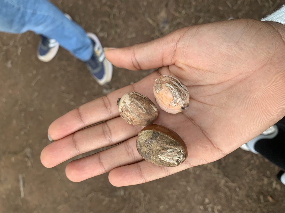 Butterseed