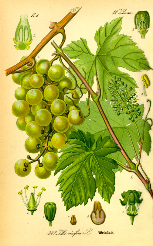 Grape