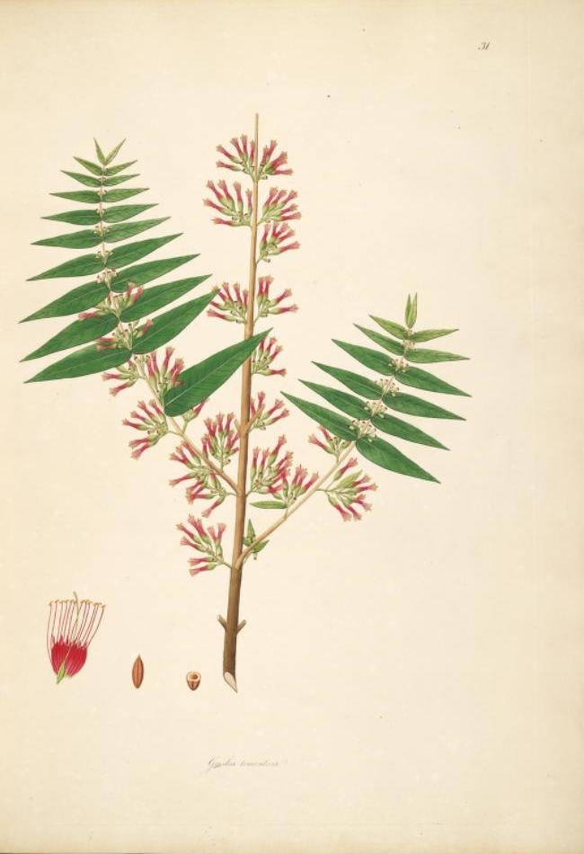 Woodfordia floribunda