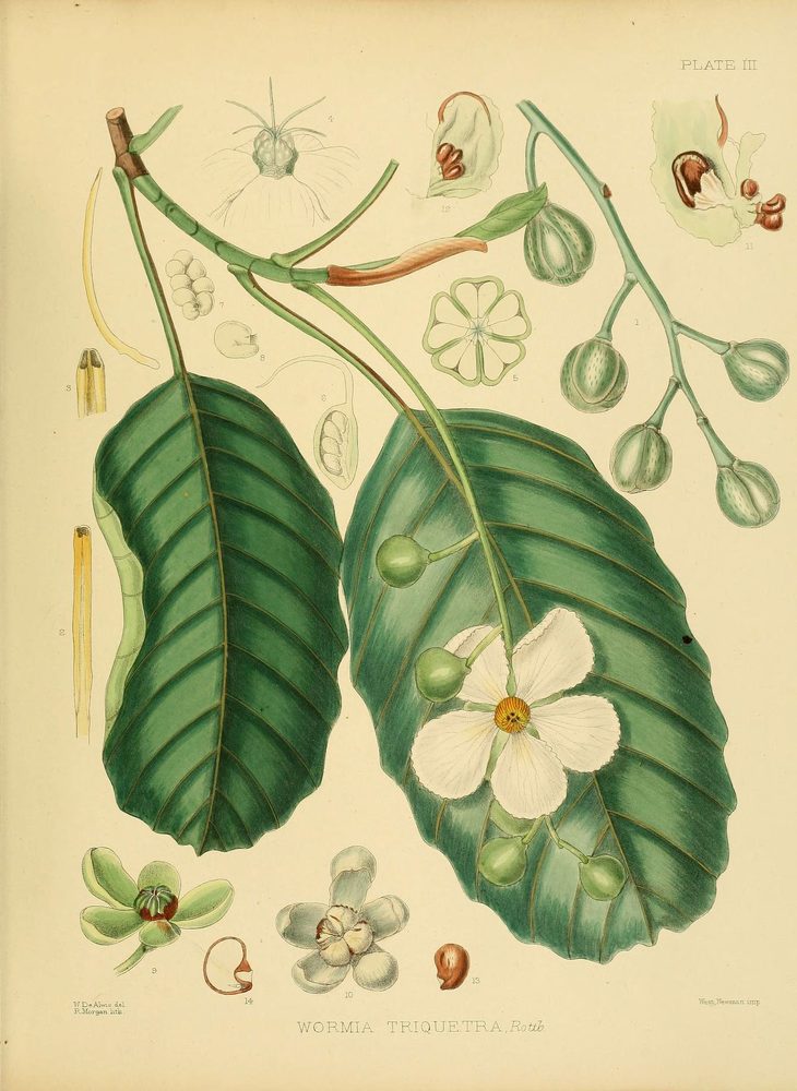 Wormia triquetra