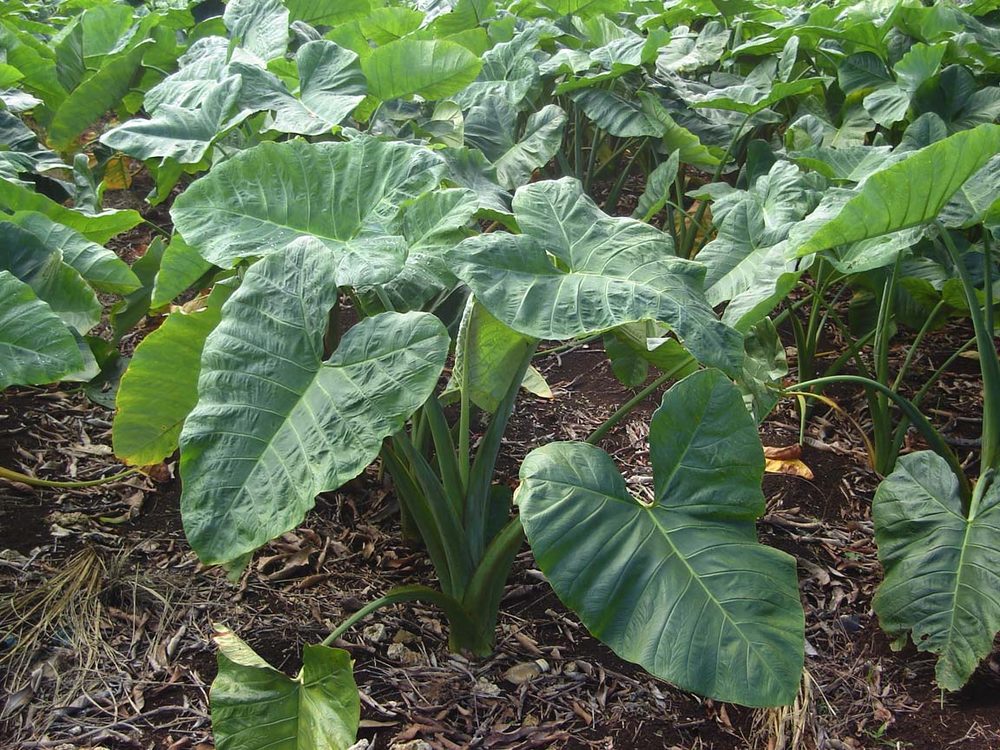 Malanga