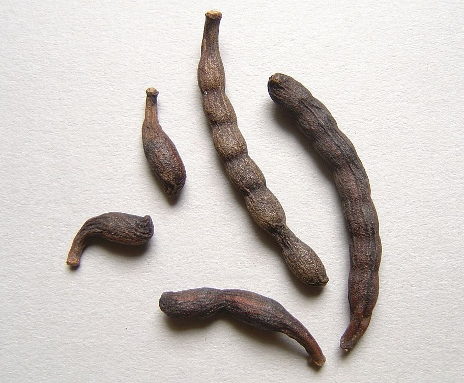 Ethiopian Pepper