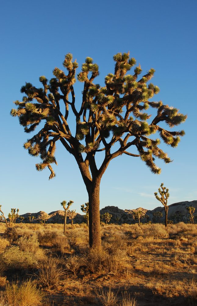 Joshua Tree