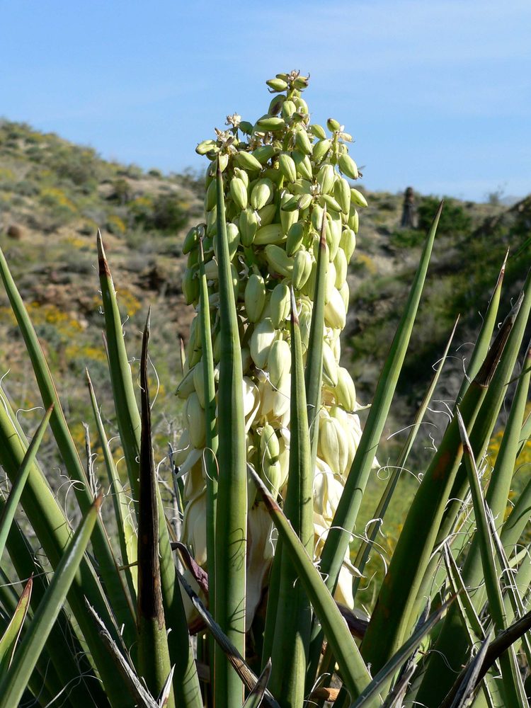 Mohave Yucca