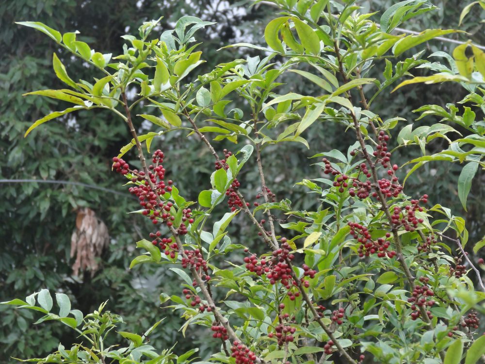 Indian Prickly Ash