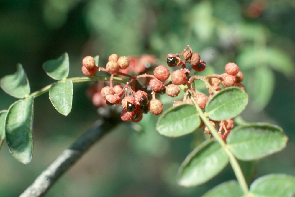 Northern Prickly Ash