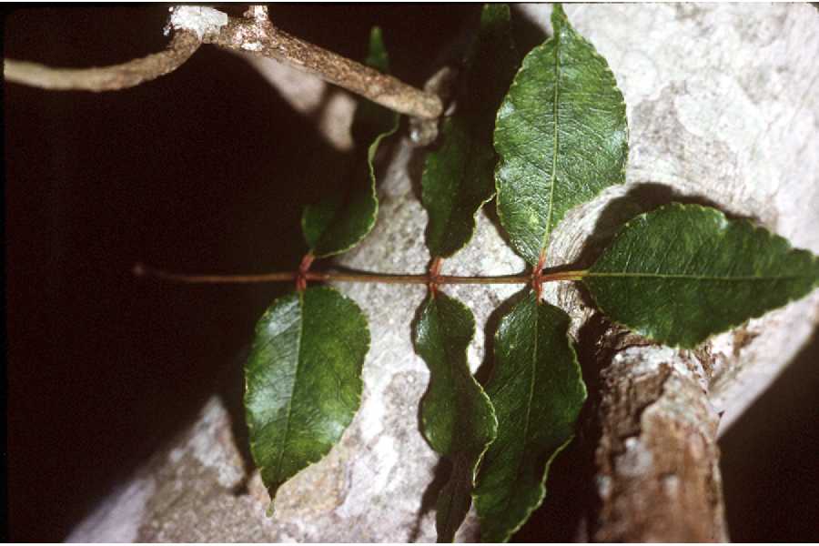 Pepperbark