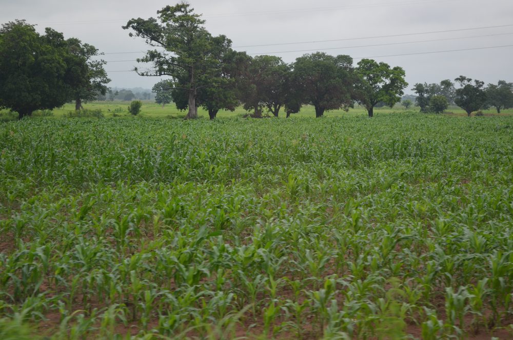 Corn