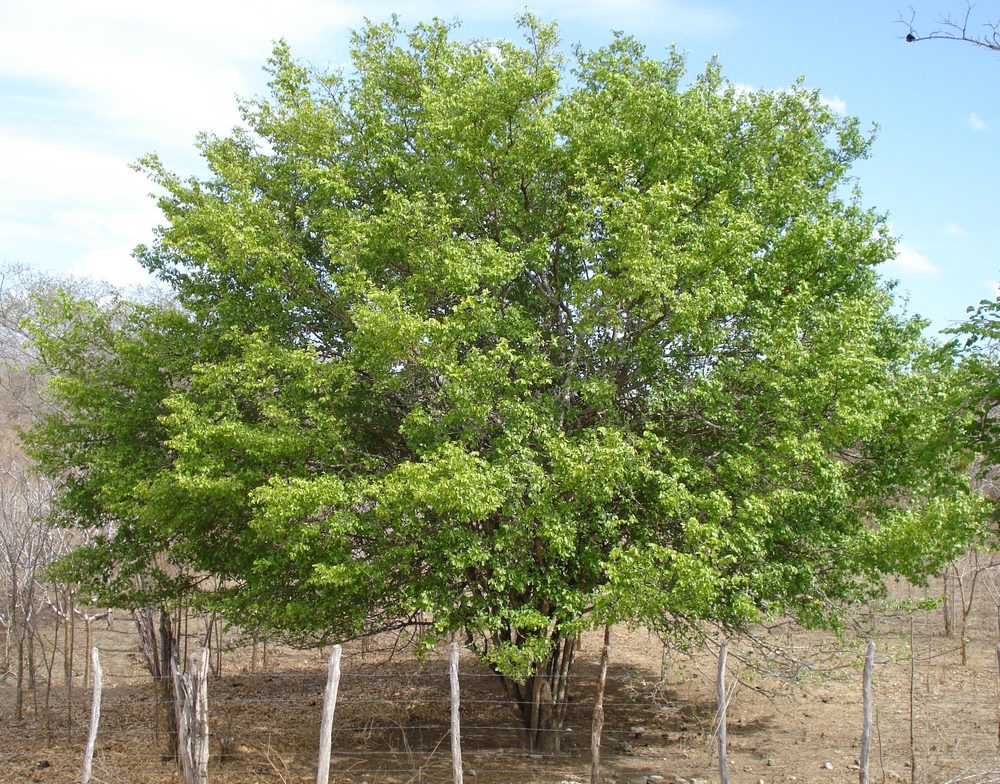 Ziziphus joazeiro