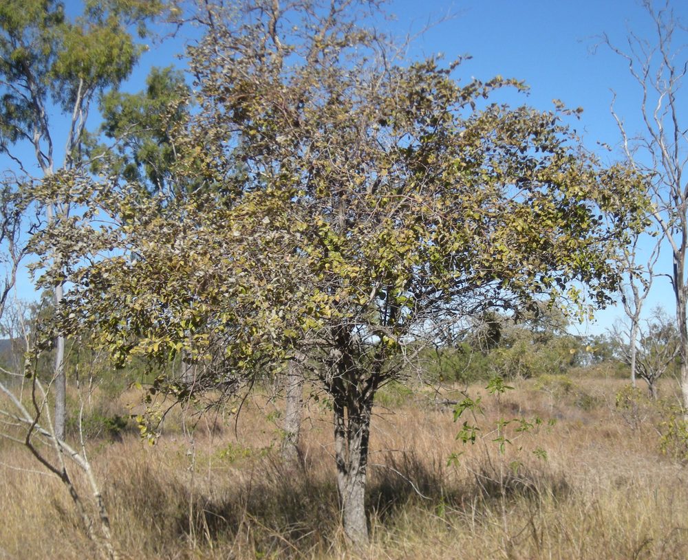 Zizyphus mauritiana