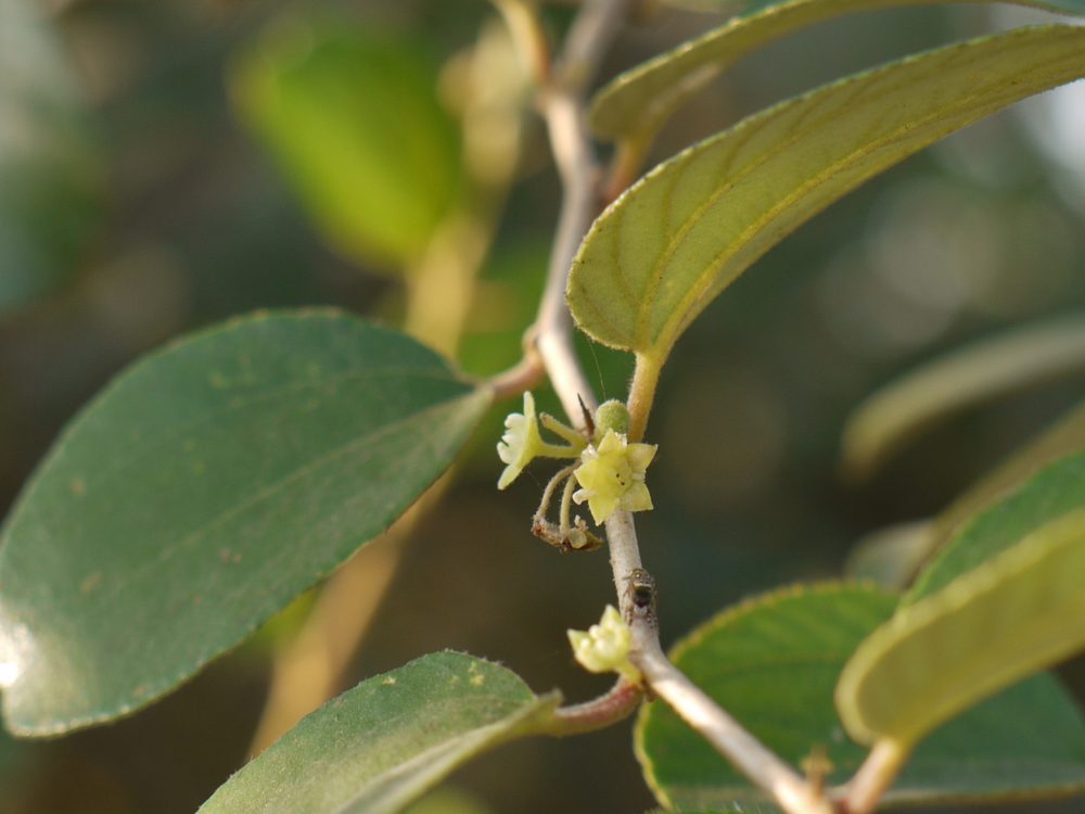 Zizyphus nummularia